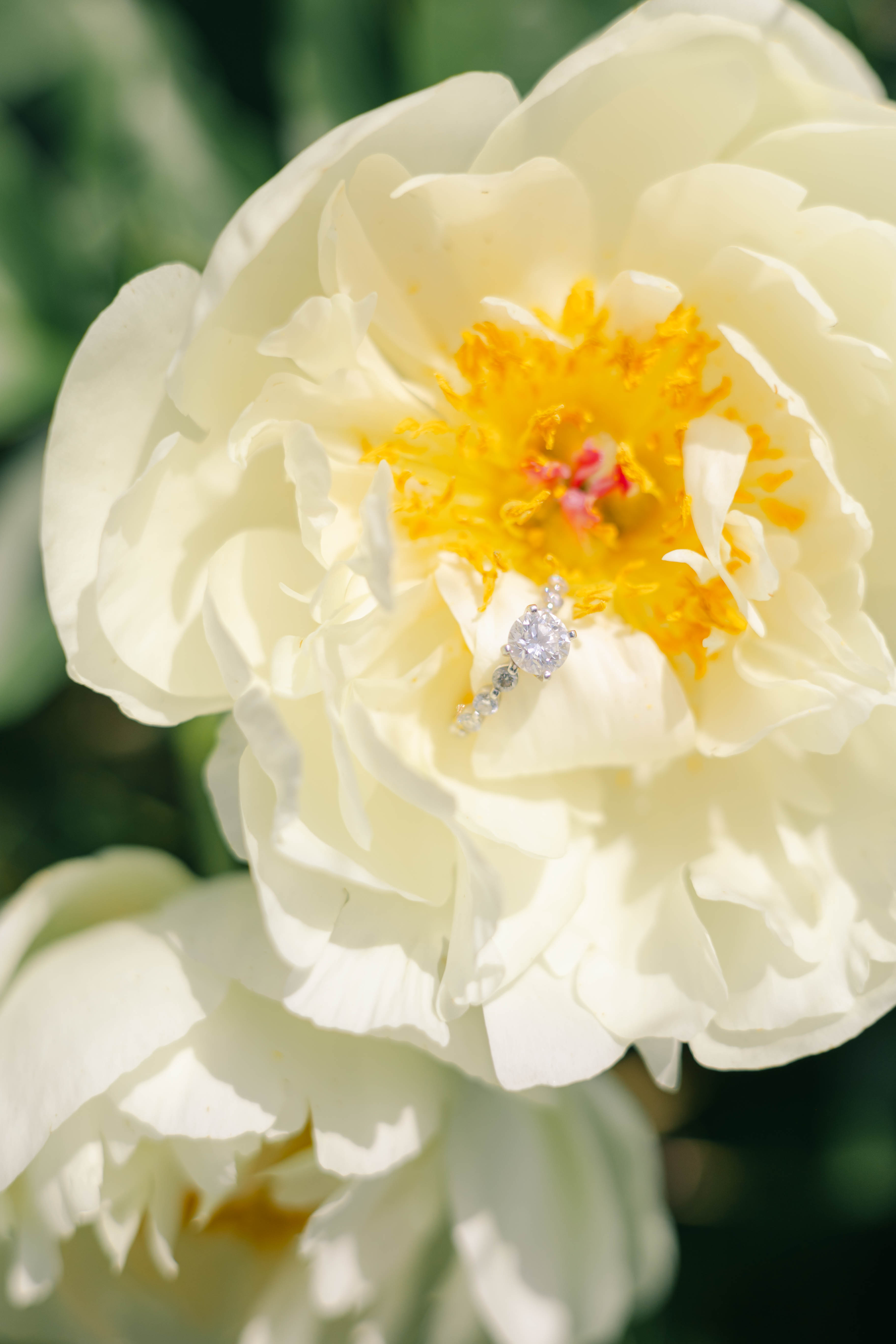 Diamond engagement ring resting on the petals of a creamy white peony